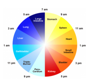 Clock of meridians TCM