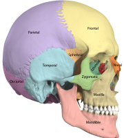 Craniosacral therapy skull bones